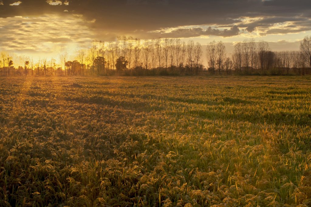 Lomellina terra di riso risaie Lombardia
riso italiano Carnaroli Lomellina aziende agricole
filiera riso Italia agricoltura rigenerativa Lombardia
Il viaggio del chicco riso Lombardia territorio