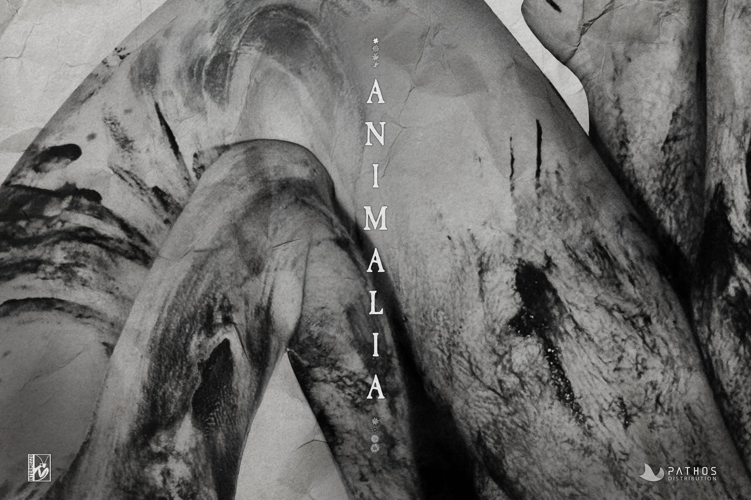 Animalia